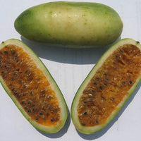 Banana Passionfruit Passiflora Mollissima – Fruit Vine Seeds
