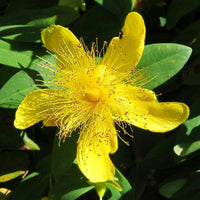 Great St Johns Wort Hypericum Perforatum – Perennial Flower Seeds