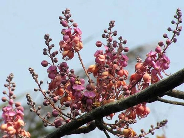 Cassia Grandis – Tropical Coral Shower Tree Seeds