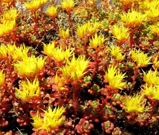 Sedum Oregon Stonecrop Sedum Hybridum – Perennial Garden Flower Seeds