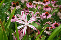 Crinum Lily Baconi Maurine Spinks Small-Size Bulb