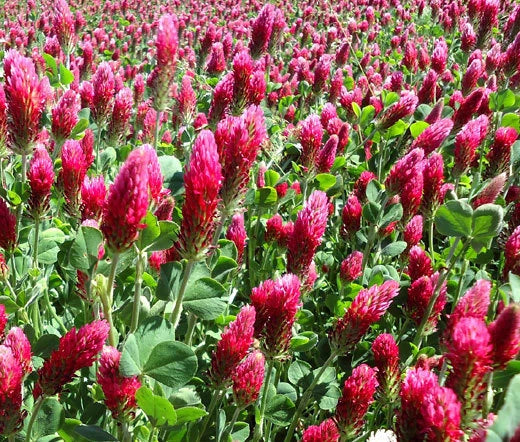 Crimson Clover Trifolium Incarnatum – Perennial Garden Flower Seeds