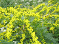 Goldenrod Solidago Sp – Tall Yellow Bloom Flower Seeds