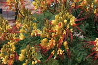 Caesalpinia Gilliesii – Yellow Bird of Paradise Shrub Seeds