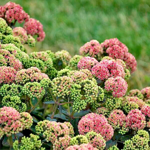 Coral Jade Sedum Sedum Coraljade – Hardy Succulent Garden Seeds
