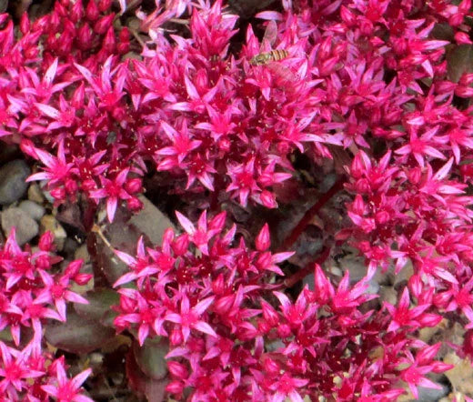 Sedum Dragon's Blood Sedum Spurium – Ornamental Garden Flower Seeds