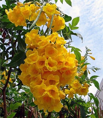 Tecoma Stans Flower Seeds for your garden