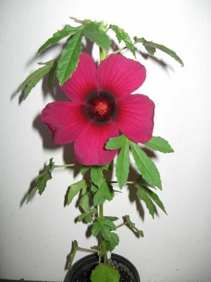 Hibiscus Radiatus – Monarch Rosemallow Perennial Flower Seeds