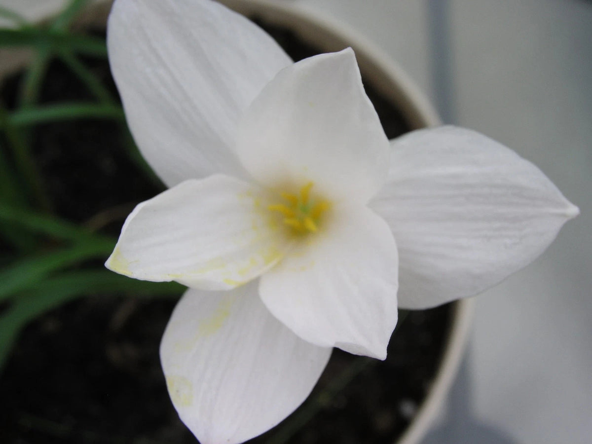 Rain Lily Zephyranthes Antarcticia New Habranthus - Flower Seeds