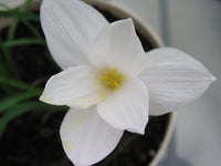 Rain Lily Zephyranthes Antarcticia New Habranthus - Flower Seeds