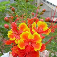 Caesalpinia Pulcherrima Barbados Bird of Paradise Shrub Seeds