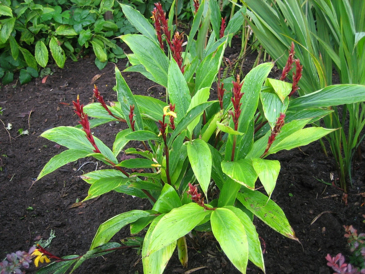 Cautleya Spicata – Hardy Himalayan Ginger Flower Seeds