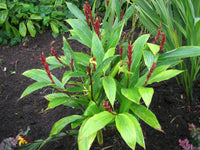 Cautleya Spicata – Hardy Himalayan Ginger Flower Seeds