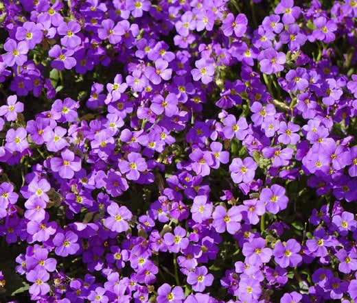 Aubrieta Rock Cress Purple Aubrieta Hybrida Hendersonii – Hardy Garden Flower Seeds