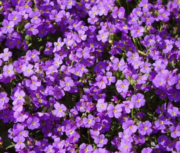 Aubrieta Rock Cress Purple Aubrieta Hybrida Hendersonii – Hardy Garden Flower Seeds