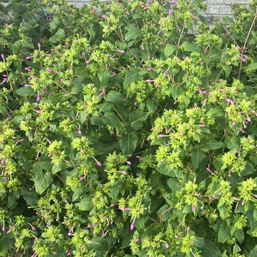 Mixed Four OClock Mirabilis Jalapa – Colorful Garden Flower Seeds