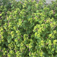 Mixed Four OClock Mirabilis Jalapa – Colorful Garden Flower Seeds
