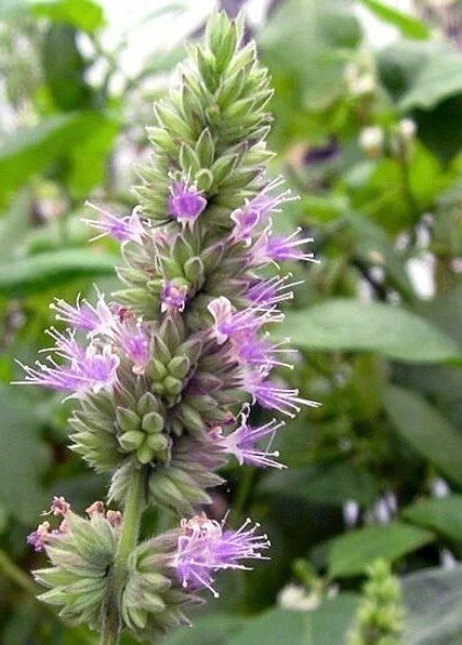 Patchouli Pogostemon Cablin Fragrant Perennial Herb Seeds