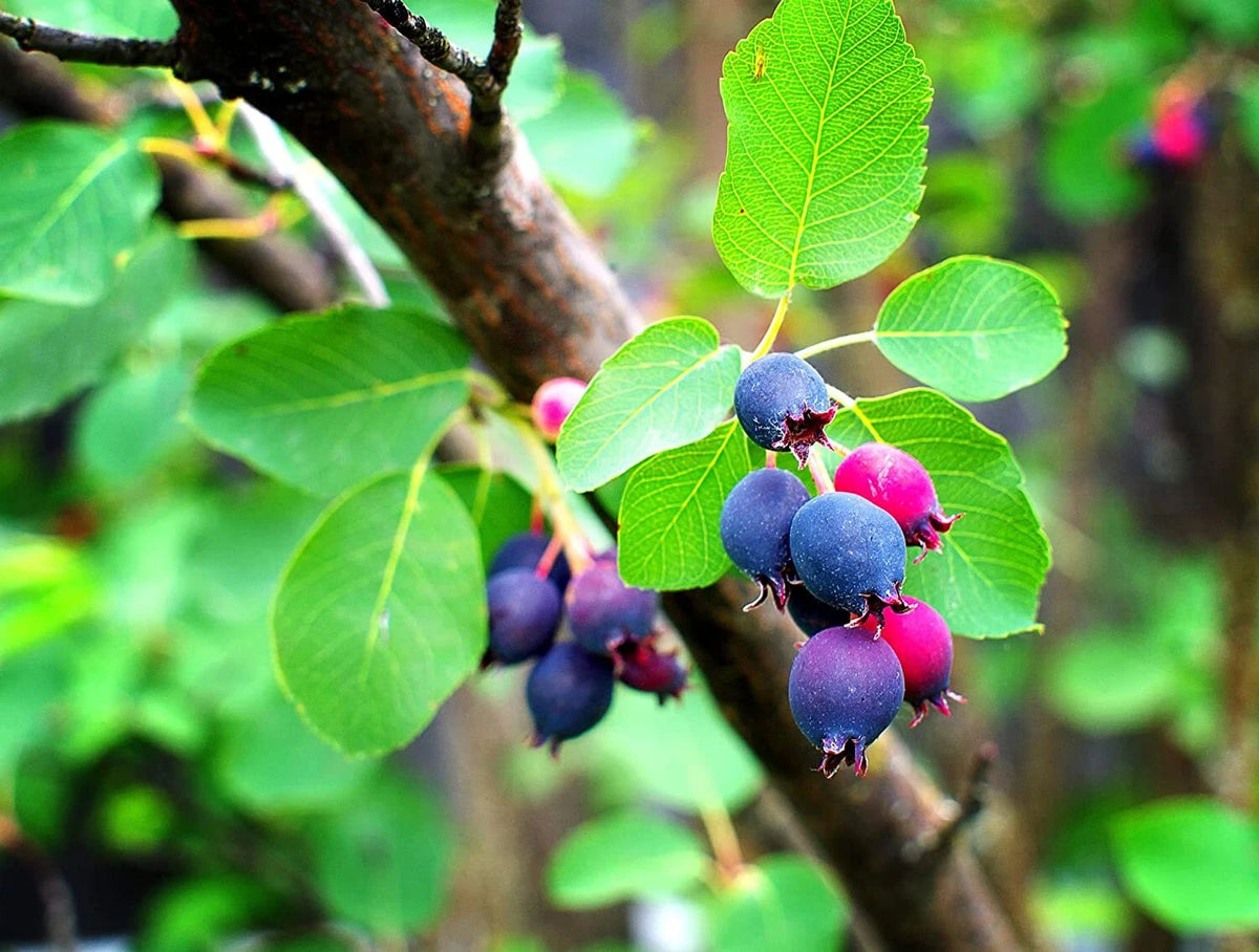 Saskatoon Serviceberry Amelanchier Alnifolia Hardy Shrub Seeds