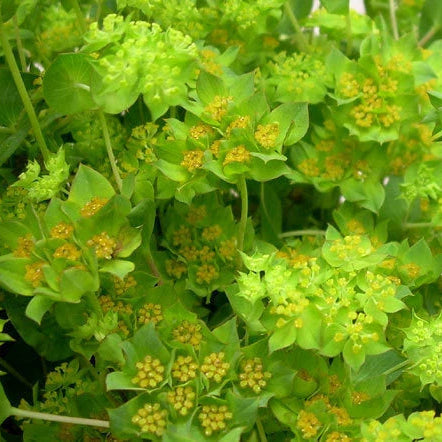 Hare’s Ear Bupleurum Hardy Wildflower Garden Seeds