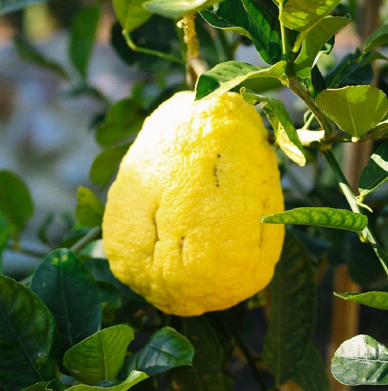 Citron Citrus Medica Fragrant Evergreen Fruit Tree Seeds