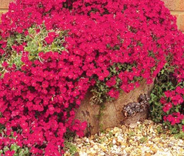 Aubrieta Rock Cress Cascade Red Aubrieta Hybrida – Hardy Garden Flower Seeds