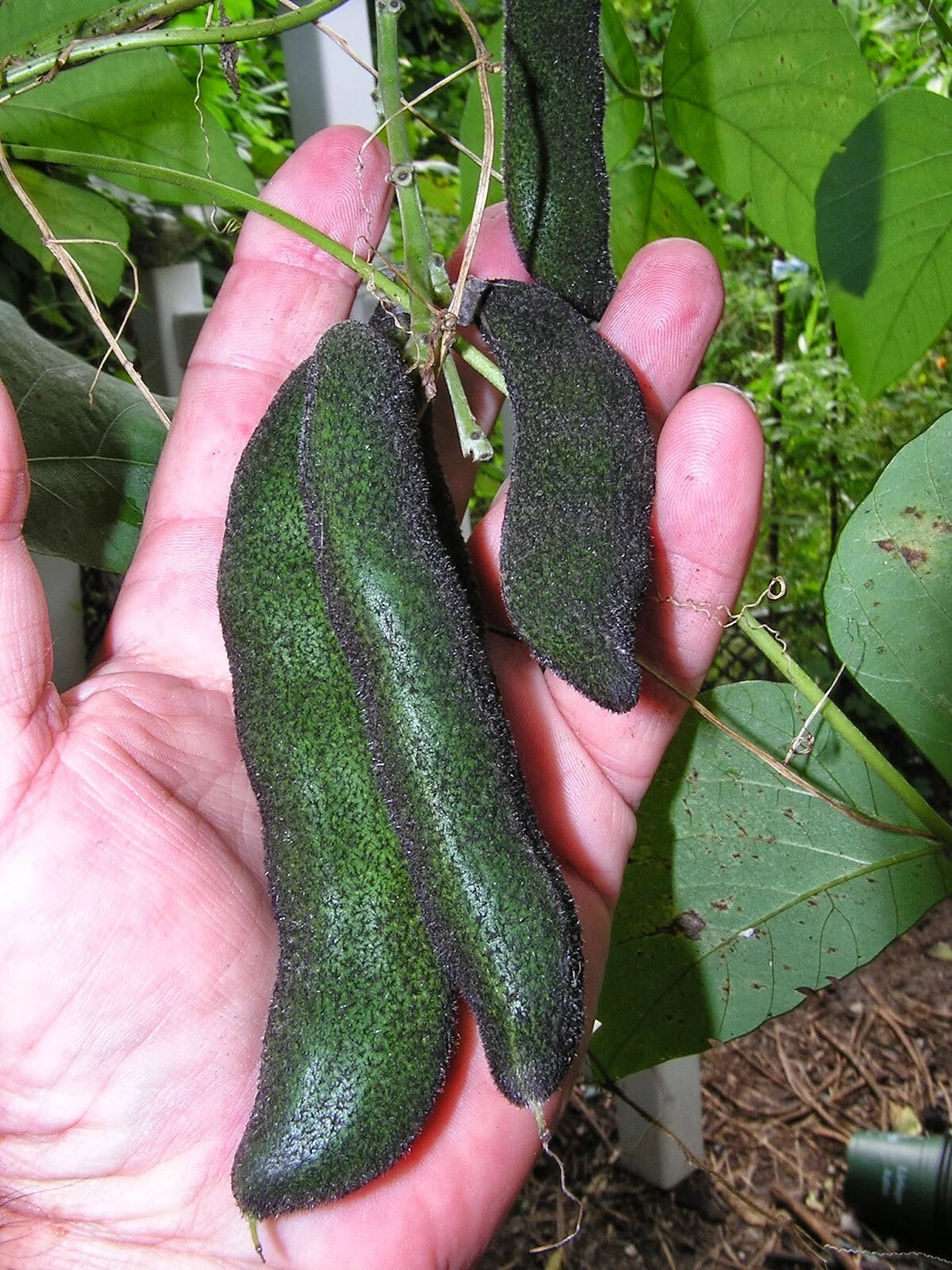 Mucuna Pruriens – Velvet Bean Climbing Flower Seeds