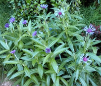 Centaurea Montana – Mountain Bluet Perennial Flower Seeds