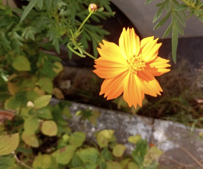 Cosmos Sulphur Bright Lights Pollinator Friendly Garden Flower Seeds