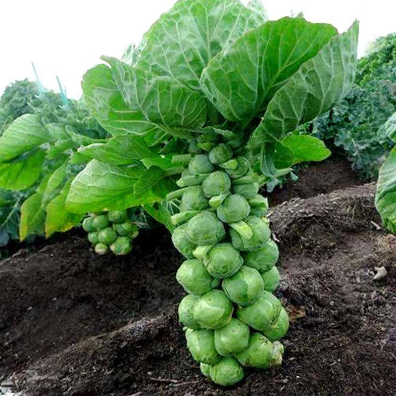 Brussels Cabbage – Hardy Vegetable Seeds