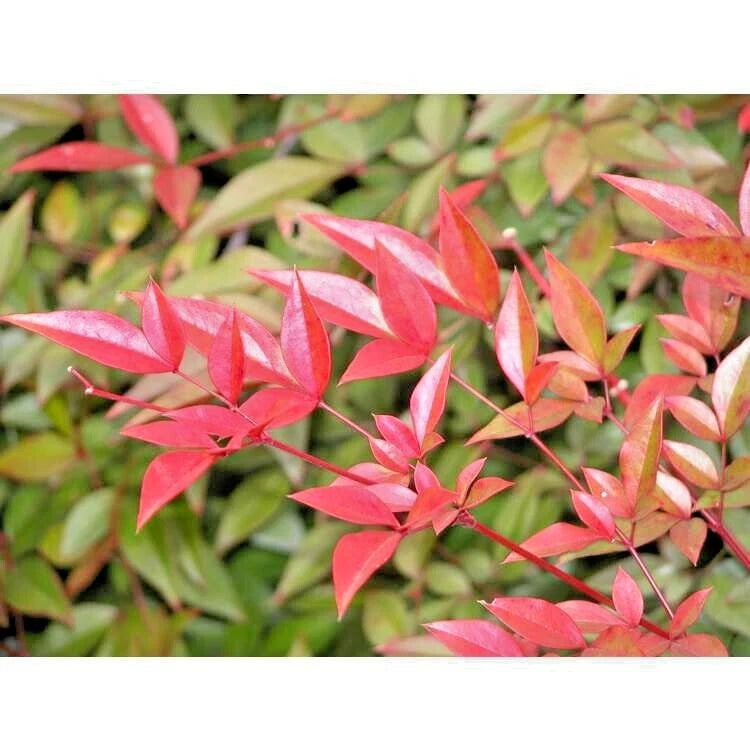 Royal Princess Heavenly Bamboo Nandina Domestica – Ornamental Shrub Seeds