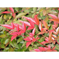 Royal Princess Heavenly Bamboo Nandina Domestica – Ornamental Shrub Seeds