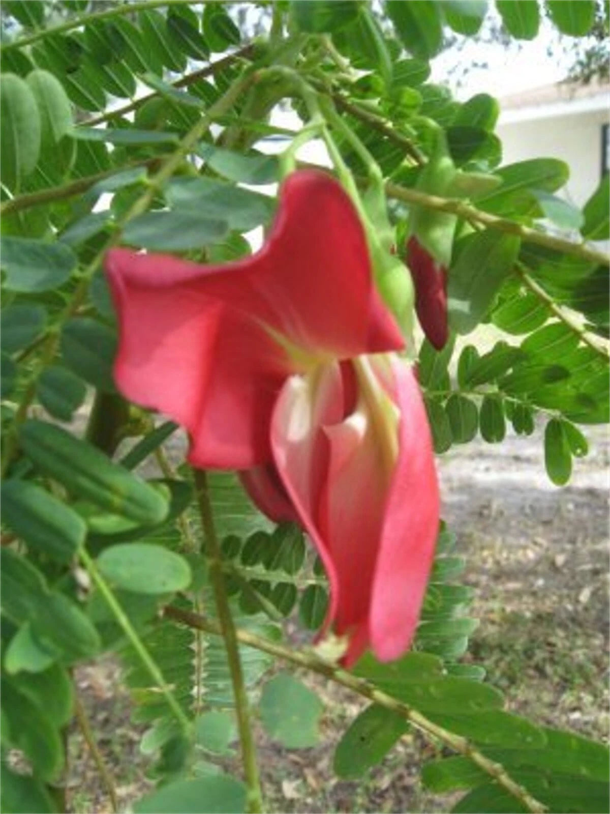 Scarlet Wisteria Sesbania Grandiflora – Edible Flowering Tree Seeds