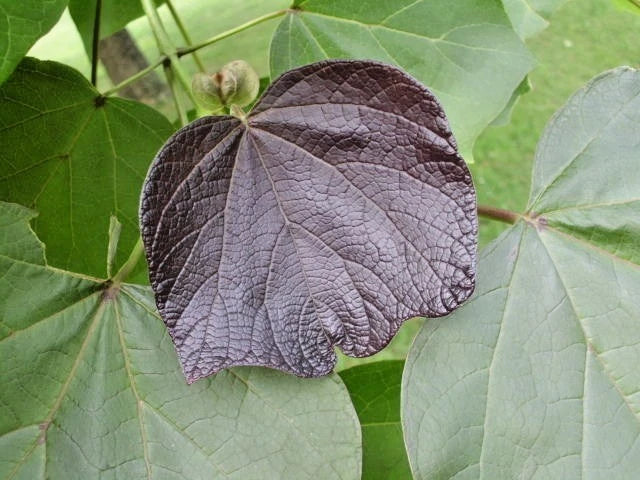 Purple Leaf Catalpa Catalpa X Erubescens – Ornamental Tree Seeds