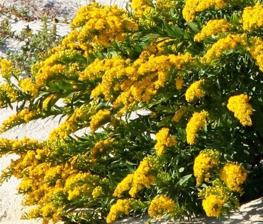 Canada Goldenrod Solidago Canadensis – Tall Yellow Bloom Flower Seeds