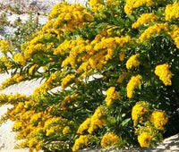 Canada Goldenrod Solidago Canadensis – Tall Yellow Bloom Flower Seeds