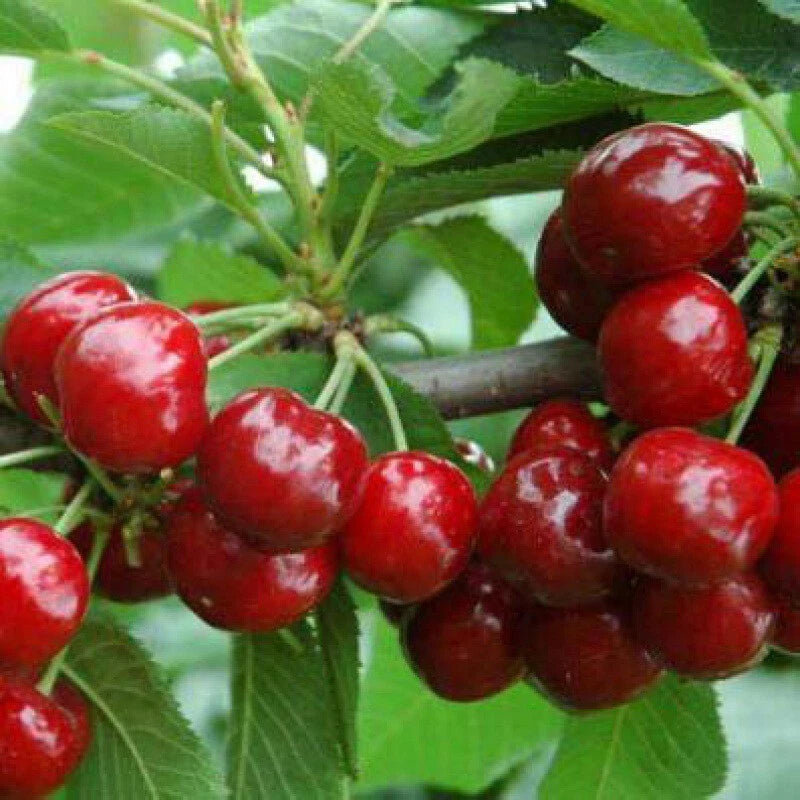 Red Cherry – Edible Fruit Tree Seeds