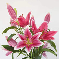 Lily Flower – Perennial Bonsai and Garden Flower Seeds