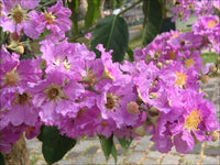 Lagerstroemia Speciosa Flos Reginae Tree Seeds Queens Crape Myrtle Herb – Hardy Flower Seeds