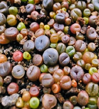 Rare Lithops Mix – Mixed Flower Seeds