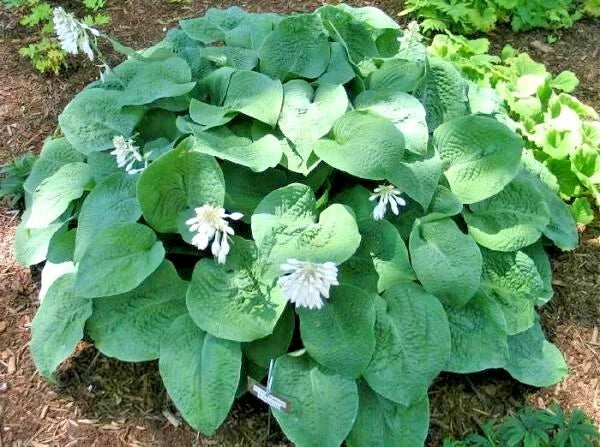 Hosta Birchwood Elegance Shade Tolerant Garden Flower Seeds