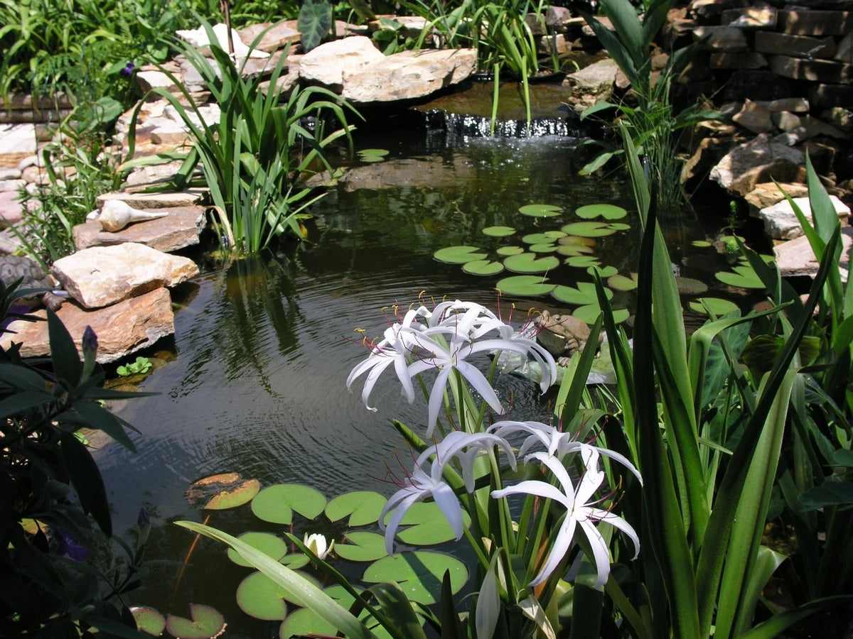 Crinum Lily Americanum – Garden Flower Seeds