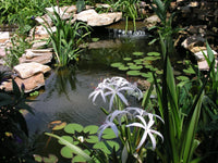 Crinum Lily Americanum – Garden Flower Seeds