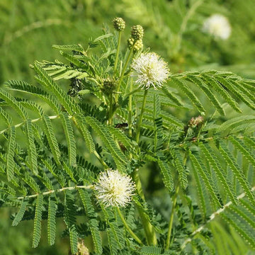 Illinois Bundleflower Wildflower Garden Flower Seeds