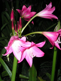 Crinum Lily Elizabeth – Garden Flower Seeds
