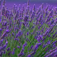 TRUE ENGLISH LAVENDER VERA Lavandula Angustifolia Herb Flower Seeds - Herb Seeds