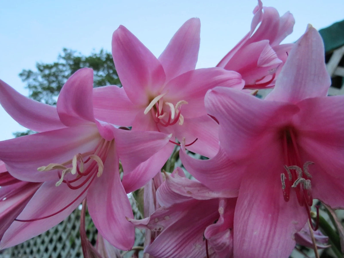 Crinum Lily Kitty Clint Medium-size Bulb New - Flower Seeds