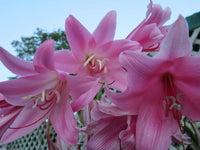 Crinum Lily Kitty Clint Medium-size Bulb New - Flower Seeds