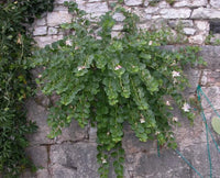 Capparis Spinosa Caper Bush Edible Flinders Rose Usa – Perennial Flower Seeds