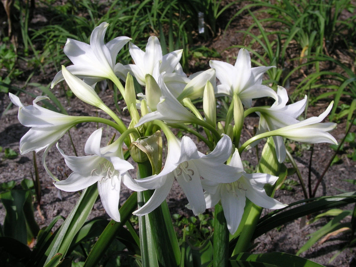 Crinum Lily Princess – Garden Flower Seeds